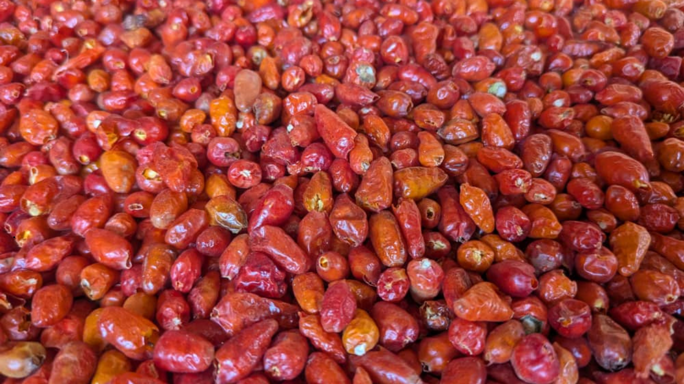 Chilli Pepper (Bird Eye)