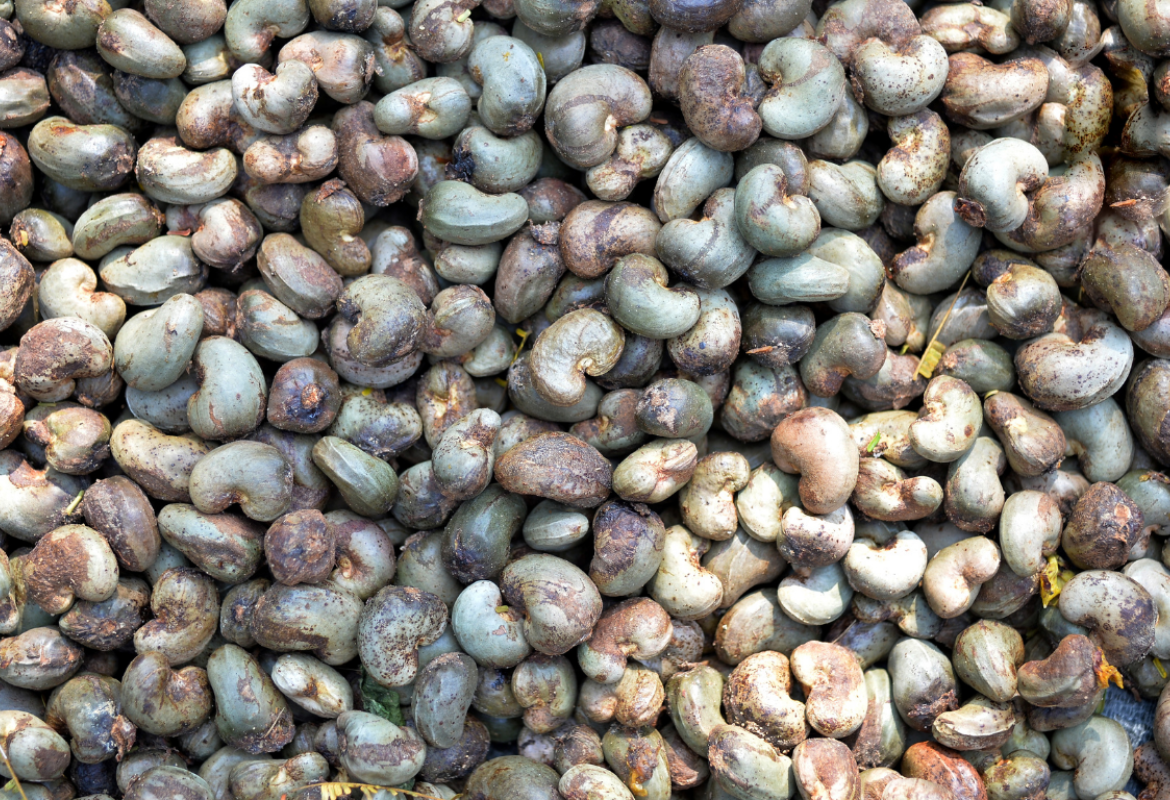 Raw Cashew