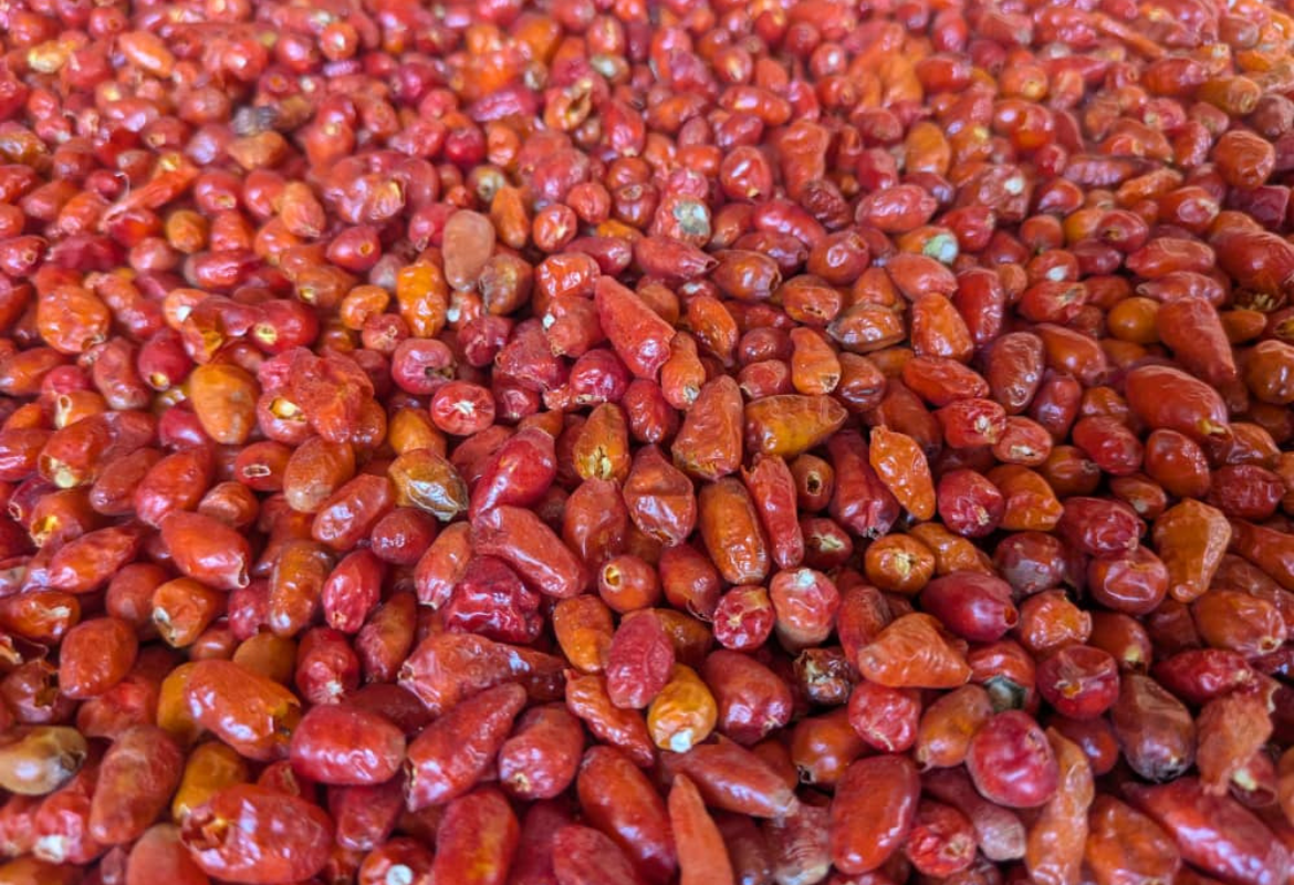 Chilli Pepper (Bird Eye)