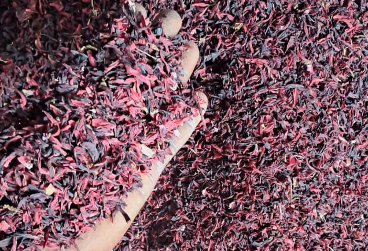 Snifting Hibiscus Flower