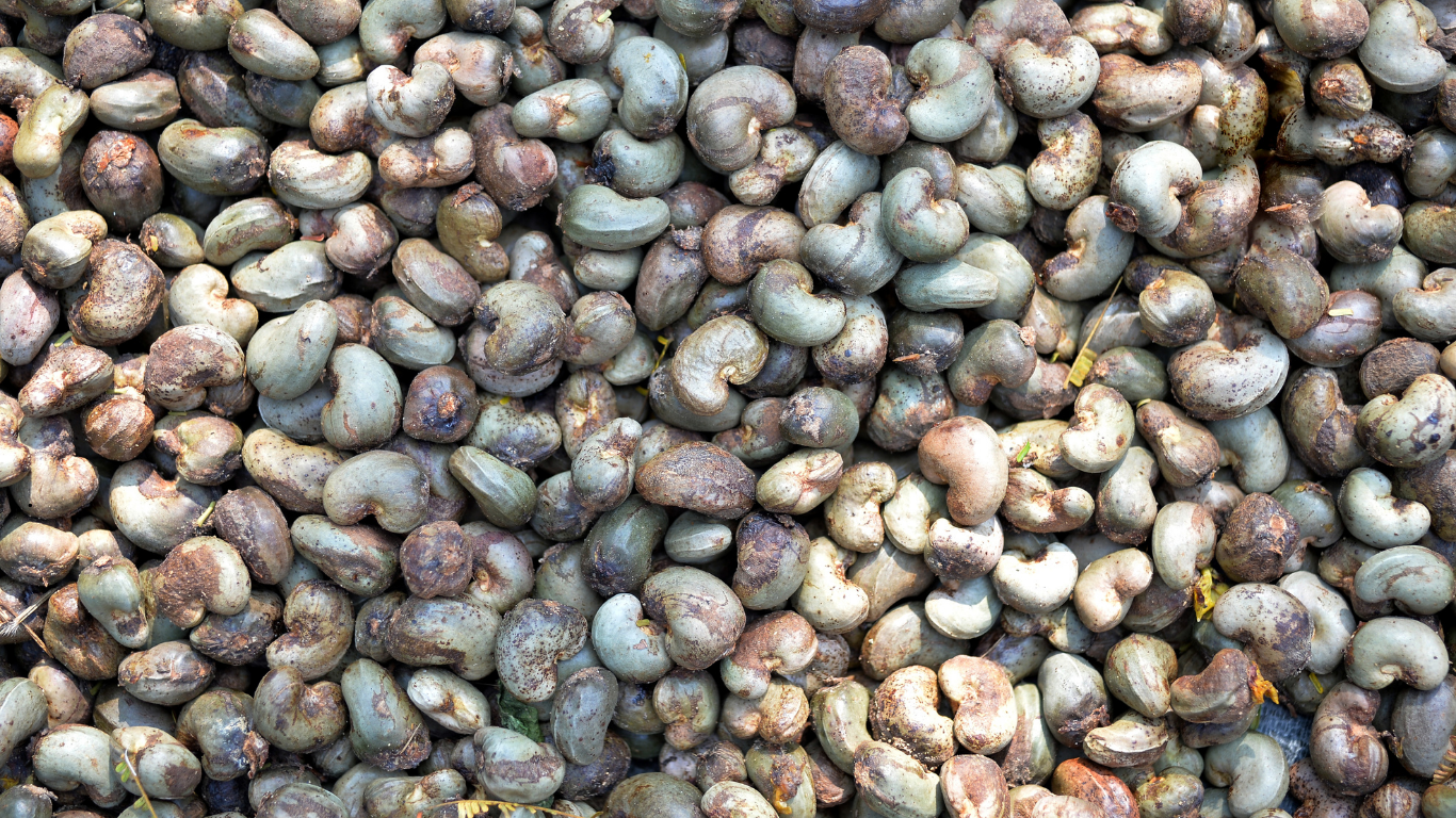 Raw Cashew