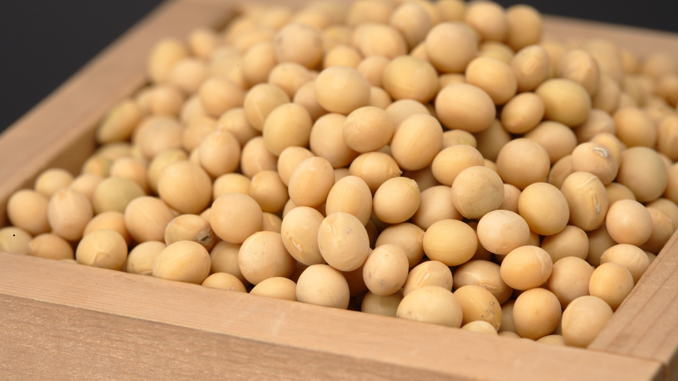 Soya Beans