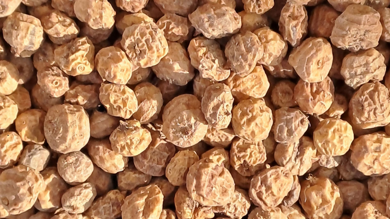 Tiger Nut