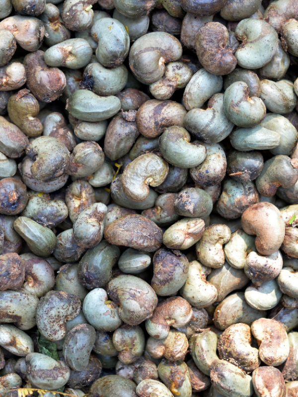Raw Cashew