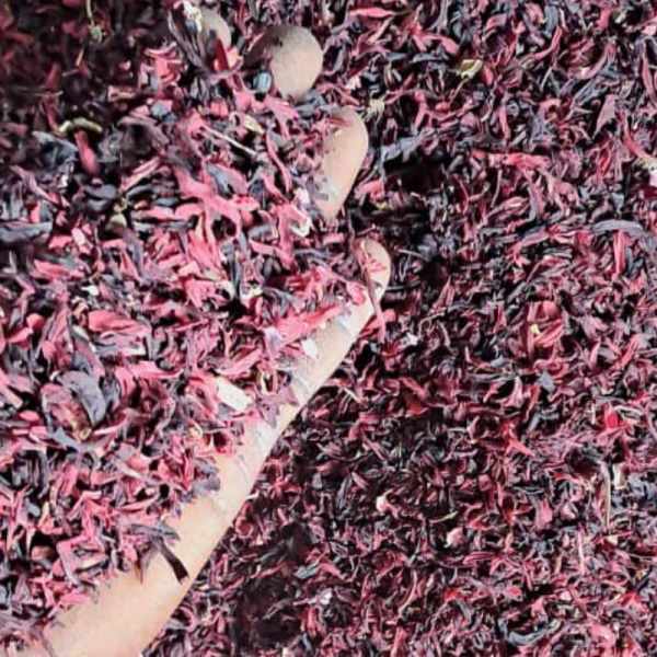 Snifting Hibiscus Flower