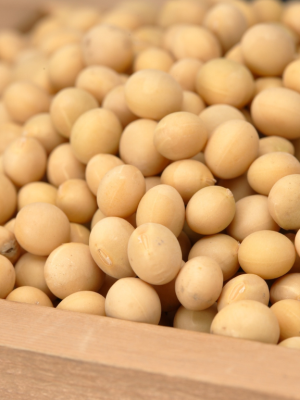 Soya Beans