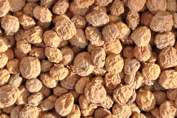 Tiger Nut